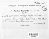 Puccinia magydaridis image